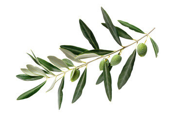 Fototapeta premium Olive branch with young green olives, cut out - stock png.