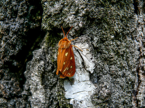 Red And Hairy Butterfly On A Birch Trunk