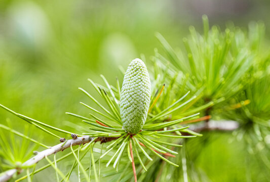 Himalayan cedar closeup