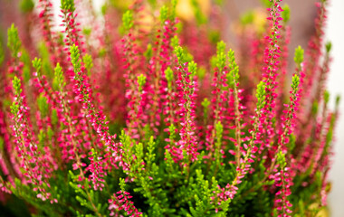 background of blooming red heather