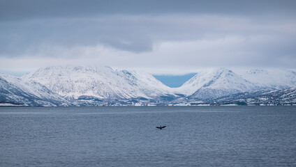 Snow capped mountains around a Norwegian fjord with a water bird above the water