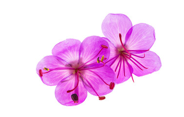 geranium flower isolated