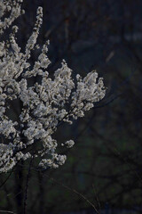 Almond Tree blossoming