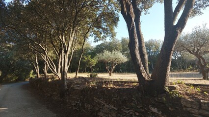 Oliviers du Pont du Gard