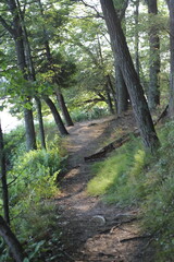 Obraz premium path in the woods