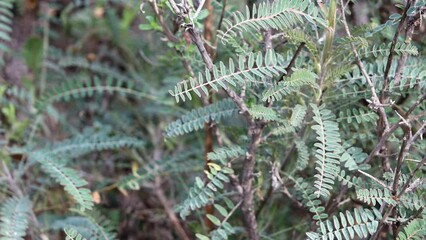 Flat Santa Barbara Milkvetch, Astragalus Trichopodus Variety Phoxus, a native perennial herb displaying odd pinnately compound alternate leaves during Winter in the Santa Monica Mountains.