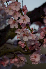 Almond blossoms