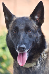 A malinois