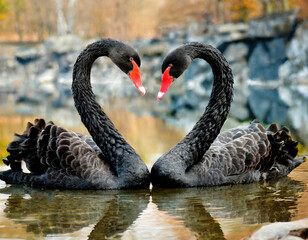Two heart black swans (Cygnus atratus).