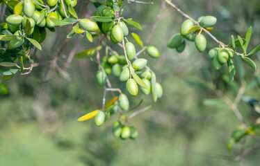 olive trees