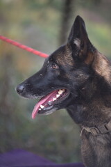 A malinois