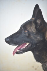 A malinois
