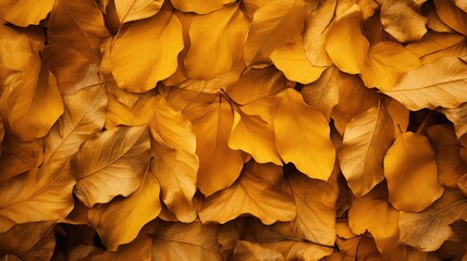 fall golden leaves background