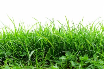 Fototapeta premium Isolated green grass on a white background