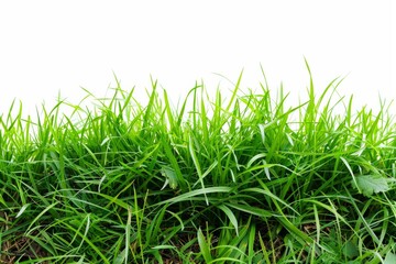 Obraz premium Isolated green grass on a white background