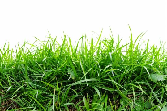 Isolated green grass on a white background © Werckmeister