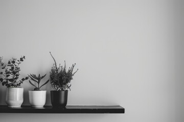 Contemporary monochrome home decor with plants on a black shelf against a white wall Empty banner for text