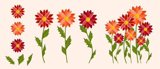 Bright colorful flowers set. Botanical vector illustration on isolated background.