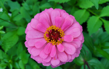 Fototapeta premium Decorative pink tsinia flower on a green flowerbed background.
