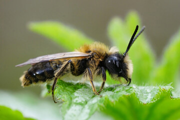 Closeup on a male Large sallow mining bee, Andrena apicata sitting on a green leaf