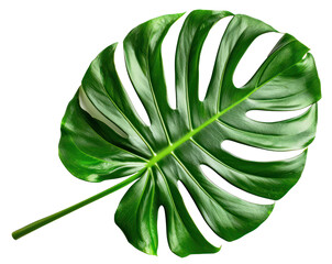 Green monstera leaf, cut out - stock png.