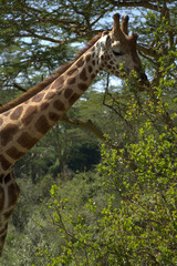 Girafa, África, Kénya, Amboselli