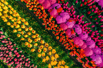 An aerial view of a field of tulips. The drone captures the vibrant colors of the flowers, creating a stunning rainbow effect.