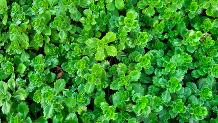 Obraz premium Background of fresh bright green leaves of succulent Ochitok Caucasian