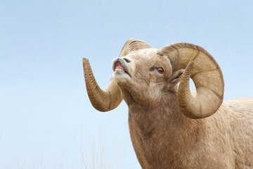 Bighorn Sheep - a full curl ram scents the air to detect if a female is ready to breed