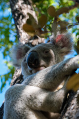 juste un koala se réveillant de sa sieste