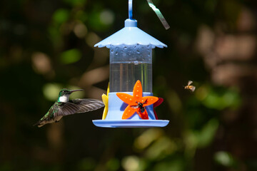 Colibrí bebiendo junto con un abejorro y una abeja © Maelia Rouch
