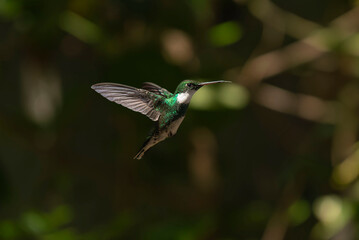 Colibrí garganta blanca volando con alas extendidas