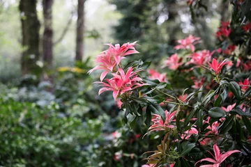 Gardinen Rhododendrons in spring with pink blossoms, Isabella Plantation, Richmond park, London © SierraLemon