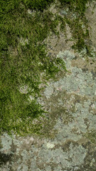 moos stein fels pilz natur waldbewohner pflanzen 