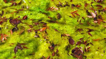 Red autumnal leaves on a bed of green algae as background - 751741535