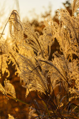 Backlit ornamental miscanthus or silvergrass turn gold at sunset - 751741553
