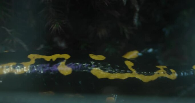 A fire salamander is crawling on a bed of moss . The salamander is black with yellow spots and has a long, slender body. It is moving slowly and deliberately towards the right of the screen. The moss