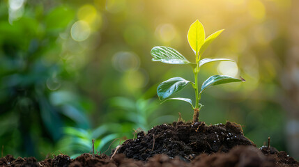 Planting a small plant on a pile of soil on green bokeh background