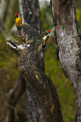 The black-rumped flameback (Dinopium benghalense), also known as the lesser golden-backed woodpecker or lesser goldenback, a pair of woodpeckers sitting in a tree.