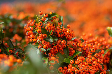 Pyracantha coccinea scarlet red firethorn ornamental shrub, orange group of fruits hanging on autumnal shrub