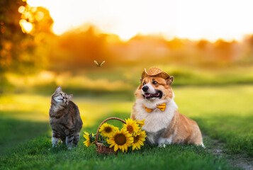 fluffy friends a cat and a corgi dog are sitting on the lawn with a basket of yellow sunflowers and looking at a flying swallowtail butterfly
