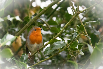 A colourful robin redbreast perched on a tree.