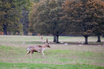 A fallow deer stag sprinting through an open field in the Peak District, England.