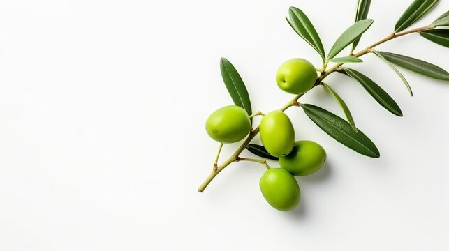 A solitary green olive branch, set against a white background, providing ample copy space.