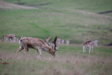 A majestic fallow deer stag photographed during the deer rut season.