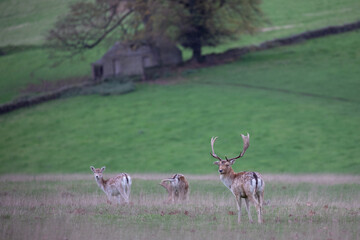A fallow deer stag protecting it's herd.
