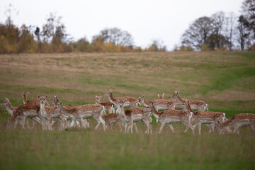 A herd of young fallow deer grazing along a grassy field in the Peak District, England.