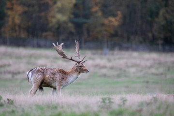 A majestic fallow deer stag photographed during the deer rut season.