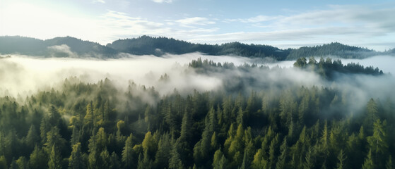 Twilight descends on an enchanted coniferous forest, with mist weaving through the evergreen trees.