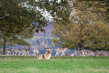 A fallow deer stag protecting it's herd.
